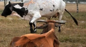 Detenidos 2 trabajadores de Flora y Fauna en Las Tunas por sacrificio ilegal de ganado mayor