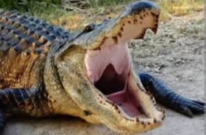 Se fuga cocodrilo del zoológico de Caibarien