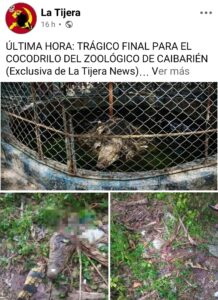 Hallan restos del cocodrilo fugado del Zoológico de Caibarién