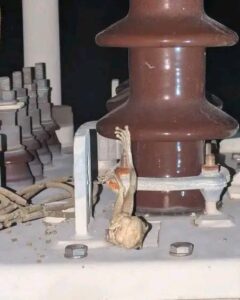 Insólito incidente: una rana deja sin electricidad a toda la ciudad de Sancti Spiritus.