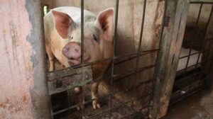 Cuba promete aumentar la cría de cerdos como parte de su estrategia de “soberanía alimentaria”
