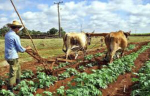 Brasil enviará alimentos e insumos agrícolas a Cuba en medio de la crisis energética