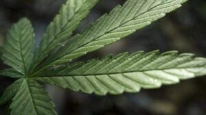 Incautan 75 libras de marihuana en equipaje de pasajero en Miami