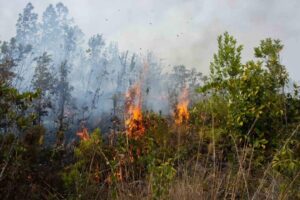 Incendio forestal en Pinar del Río arrasa miles de hectáreas y genera alarma ambiental en Cuba
