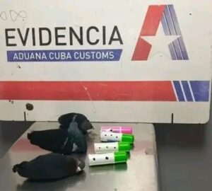 Aduana de Cuba detecta nuevo intento de extracción ilegal de aves en aeropuerto de La Habana