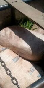 Detienen a cuatro personas en Santiago de Cuba por sacrificio ilegal de un caballo