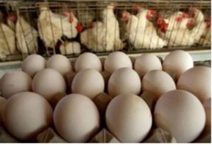 Anuncian entrega racionada de huevos en Las Tunas:escasez disfraza de noticia en medio de la crisis alimentaria.