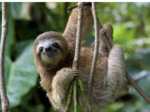 Tragedia en Florida: la muerte de perezosos importados expone fallas en el manejo de fauna silvestre.