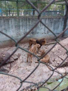 Crisis y polémica en el Zoológico de Camagüey: una leona al límite desata indignación