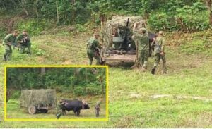El arma secreta de Cuba contra los drones: un cañón antiaéreo tirado por bueyes