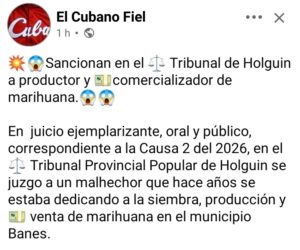 Condenan a 14 años de prisión a productor y comercializador de marihuana en Holguín
