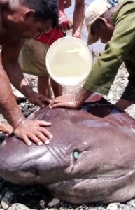 Sacrifican tiburón de más de 500 kilos en Baracoa y desata debate en redes