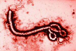 Nuevo brote de ébola en Congo deja decenas de muertos y enciende alertas sanitarias en África